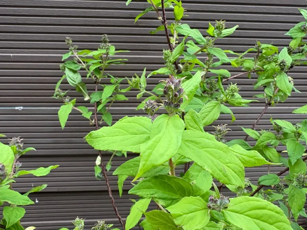 Deutzie `Raspberry Sundae´ – Deutzia hybrida `Raspberry Sundae´, Bild 2