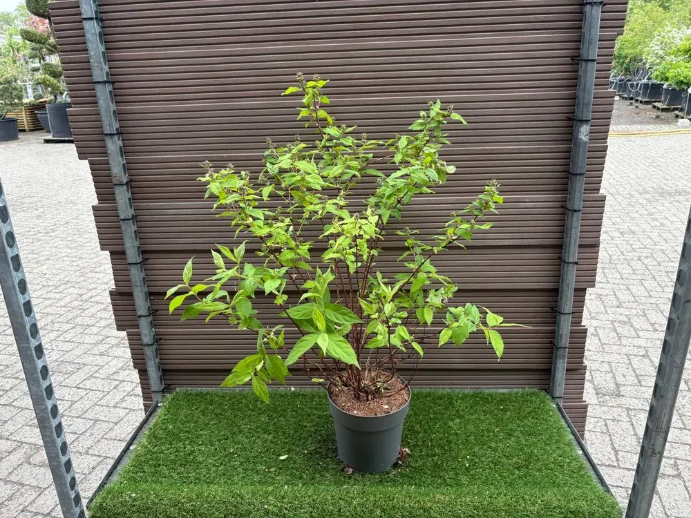 Deutzie `Raspberry Sundae´ – Deutzia hybrida `Raspberry Sundae´