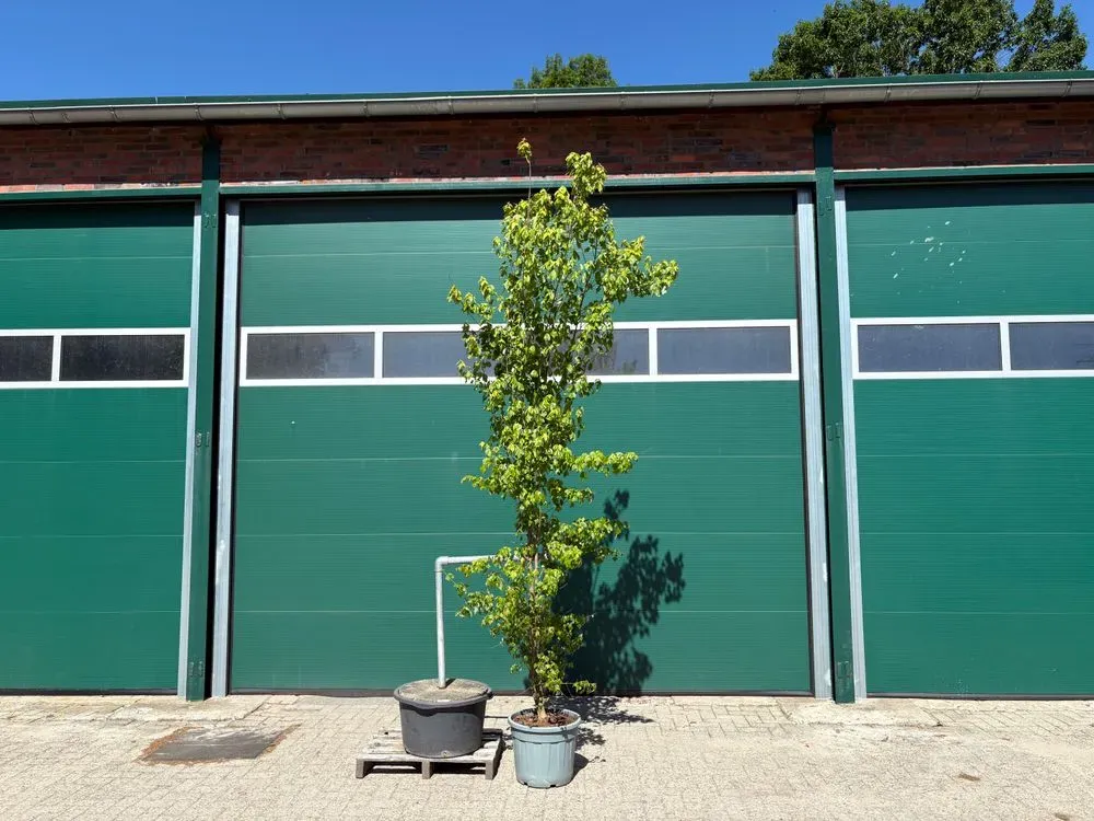 Dreizahn-Ahorn – Acer buergerianum, Bild 3