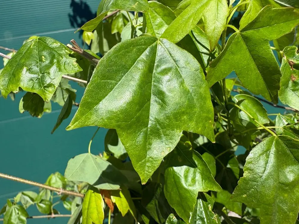Dreizahn-Ahorn – Acer buergerianum