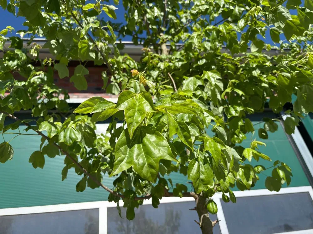 Dreizahn-Ahorn – Acer buergerianum, Bild 4