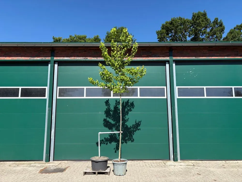 Dreizahn-Ahorn – Acer buergerianum, Bild 2