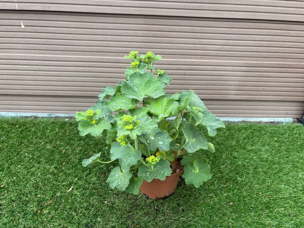 Großblättriger Frauenmantel – Alchemilla mollis
