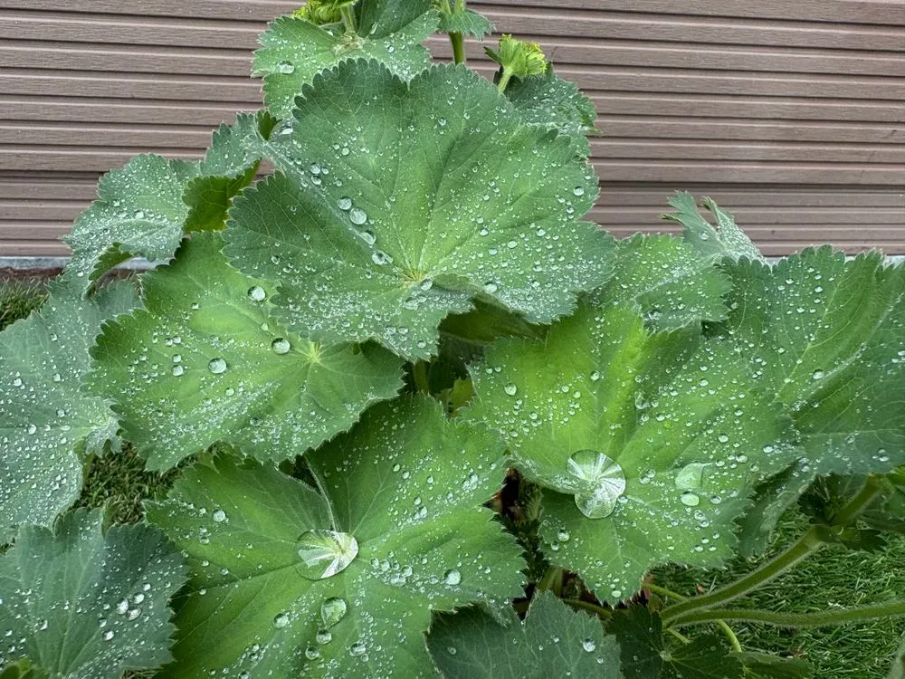 Großblättriger Frauenmantel – Alchemilla mollis, Bild 3