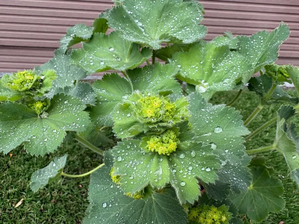 Großblättriger Frauenmantel – Alchemilla mollis, Bild 2