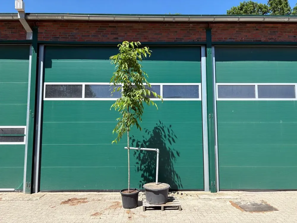 Japanische Zelkove 'Green Vase' – Zelkova serrata 'Green Vase', Bild 2