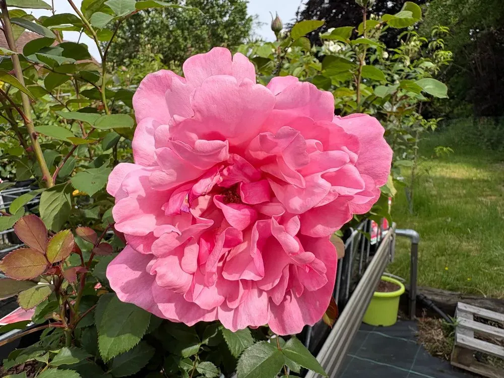 Edelrose `Elbflorenz´ – Rosa `Elbflorenz´