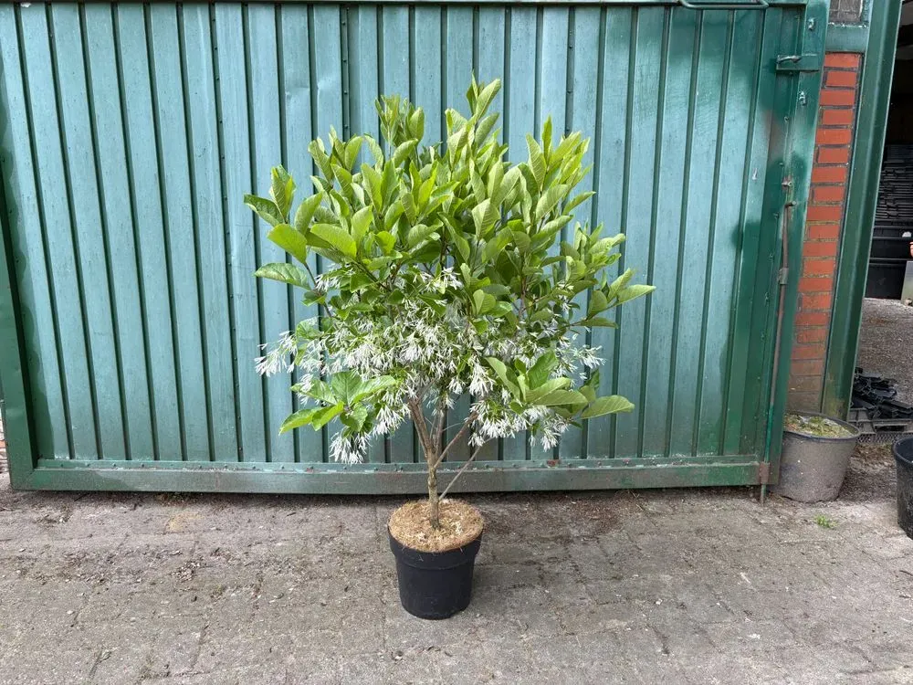 Virginischer Schneeflockenstrauch – Chionanthus virginicus, Bild 2
