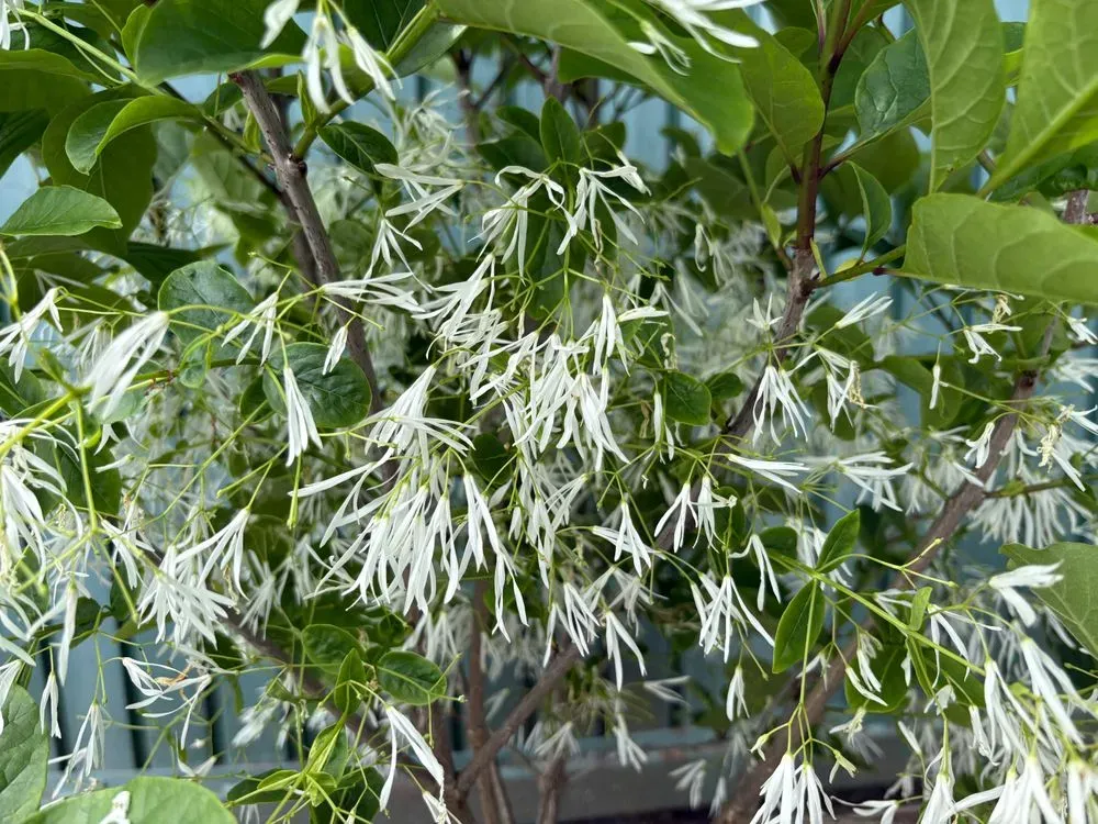 Virginischer Schneeflockenstrauch – Chionanthus virginicus