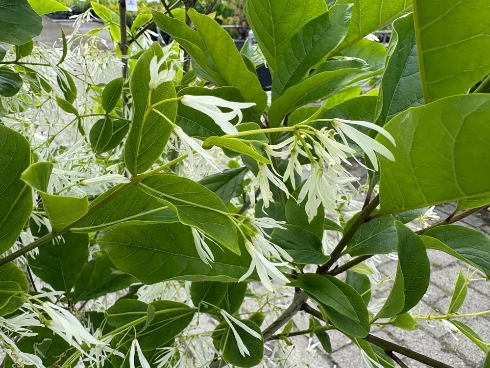 Virginischer Schneeflockenstrauch – Chionanthus virginicus, Bild 3