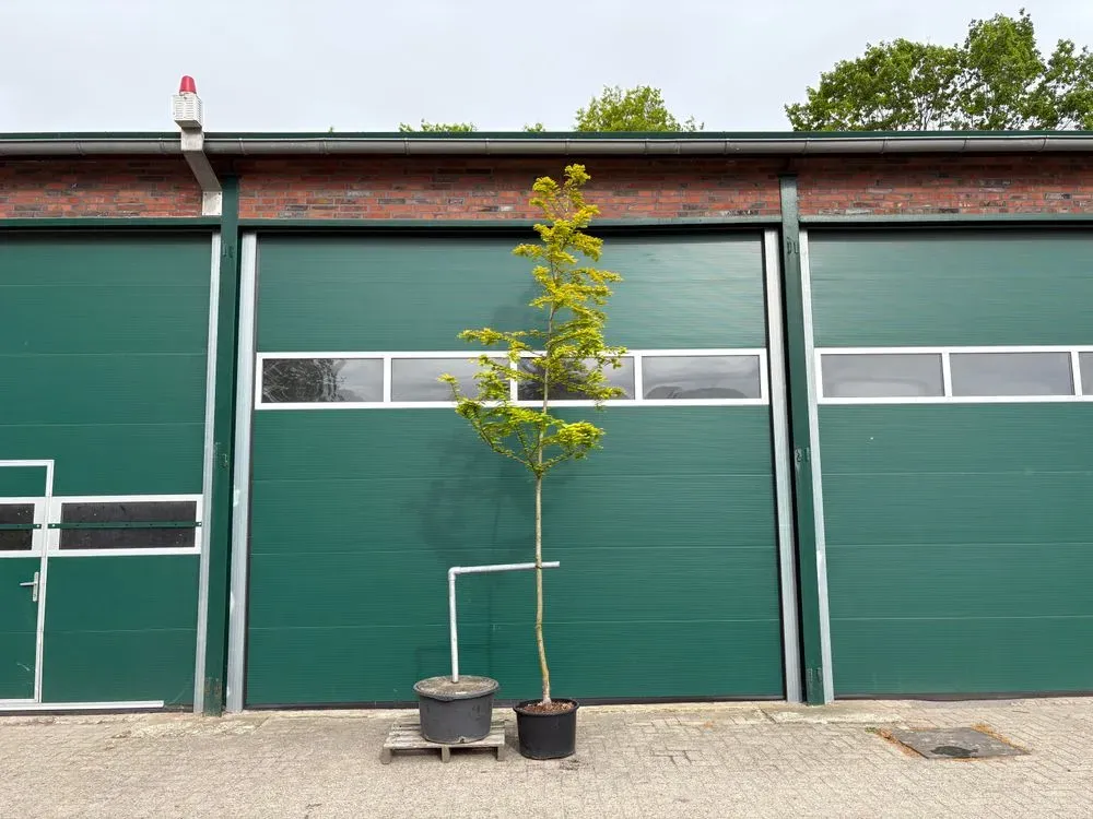 Urweltmammutbaum – Metasequoia glyptostroboides, Bild 2
