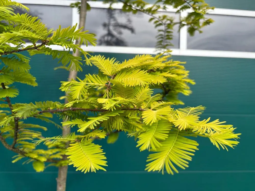 Urweltmammutbaum – Metasequoia glyptostroboides, Bild 3