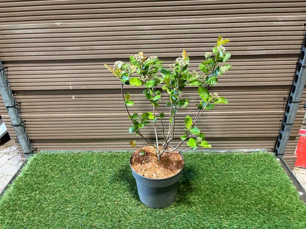 Apfelbeere `Nero´ – Aronia prunifolia `Nero´, Bild 2