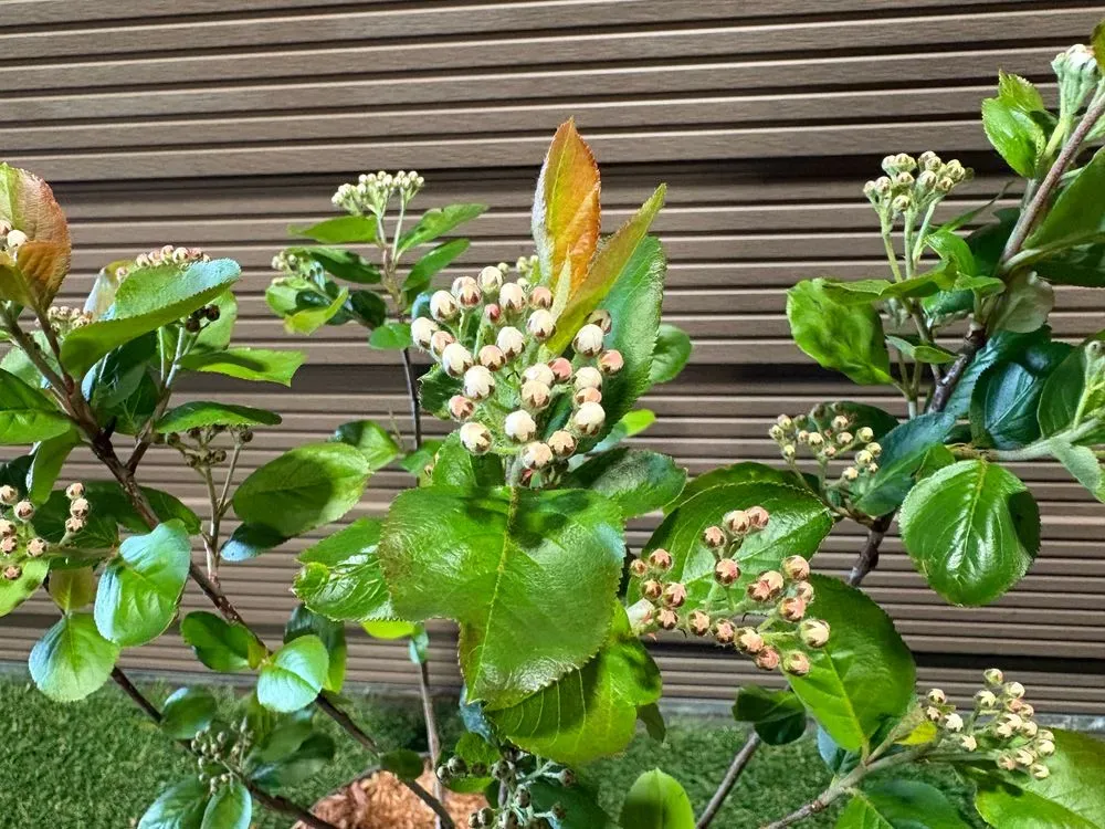 Apfelbeere `Nero´ – Aronia prunifolia `Nero´