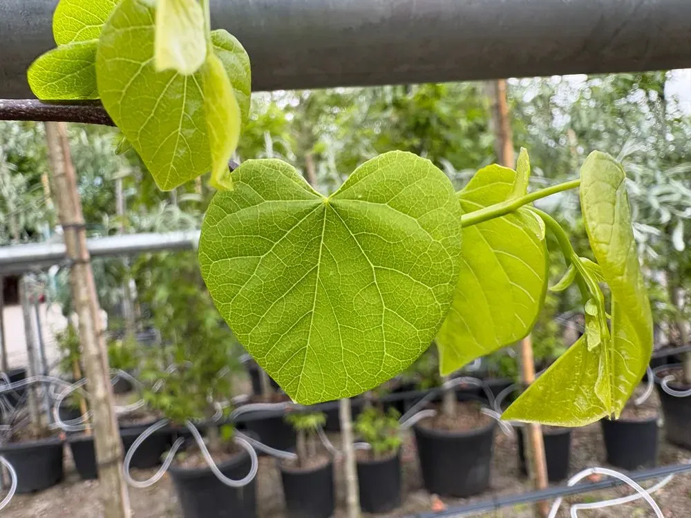 Kanadischer Judasbaum `Vanilla Twist´ – Cercis canadensis `Vanilla Twist´