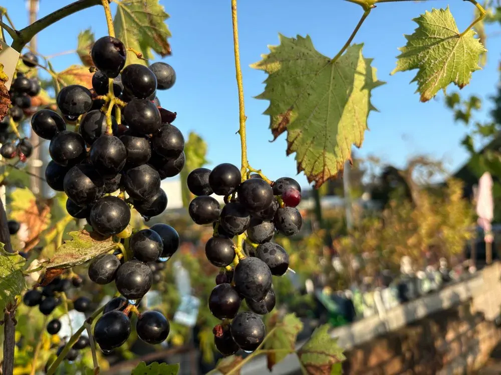 Pilzresistente Weinrebe `Blauer Muskateller´ – Vitis vinifera `Blauer Muskateller´