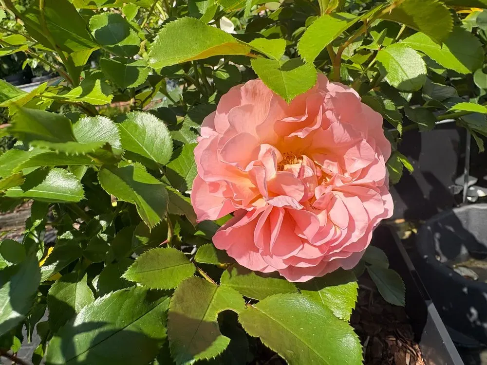 Beetrose `Marie Curie´ – Rosa `Marie Curie´