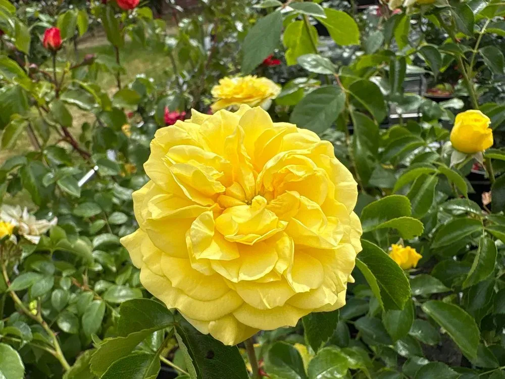 Beetrose 'Solero' – Rosa 'Solero', Bild 2