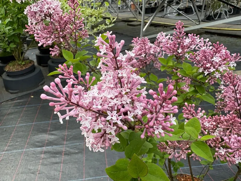 Zwerg-Duftflieder `Palibin´ – Syringa meyeri `Palibin´, Bild 3