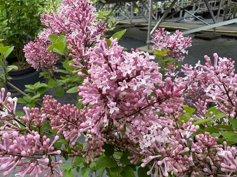 Zwerg-Duftflieder `Palibin´ – Syringa meyeri `Palibin´