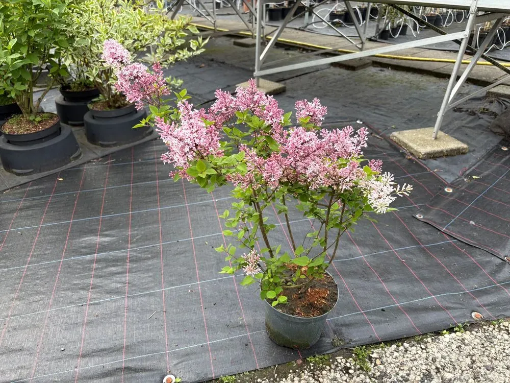 Zwerg-Duftflieder `Palibin´ – Syringa meyeri `Palibin´, Bild 2