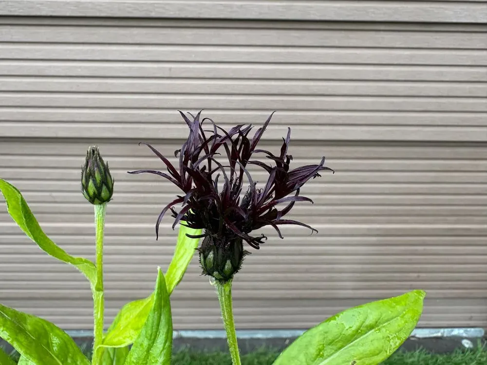 Berg-Flockenblume `Black Sprite´ – Centaurea montana `Black Sprite´