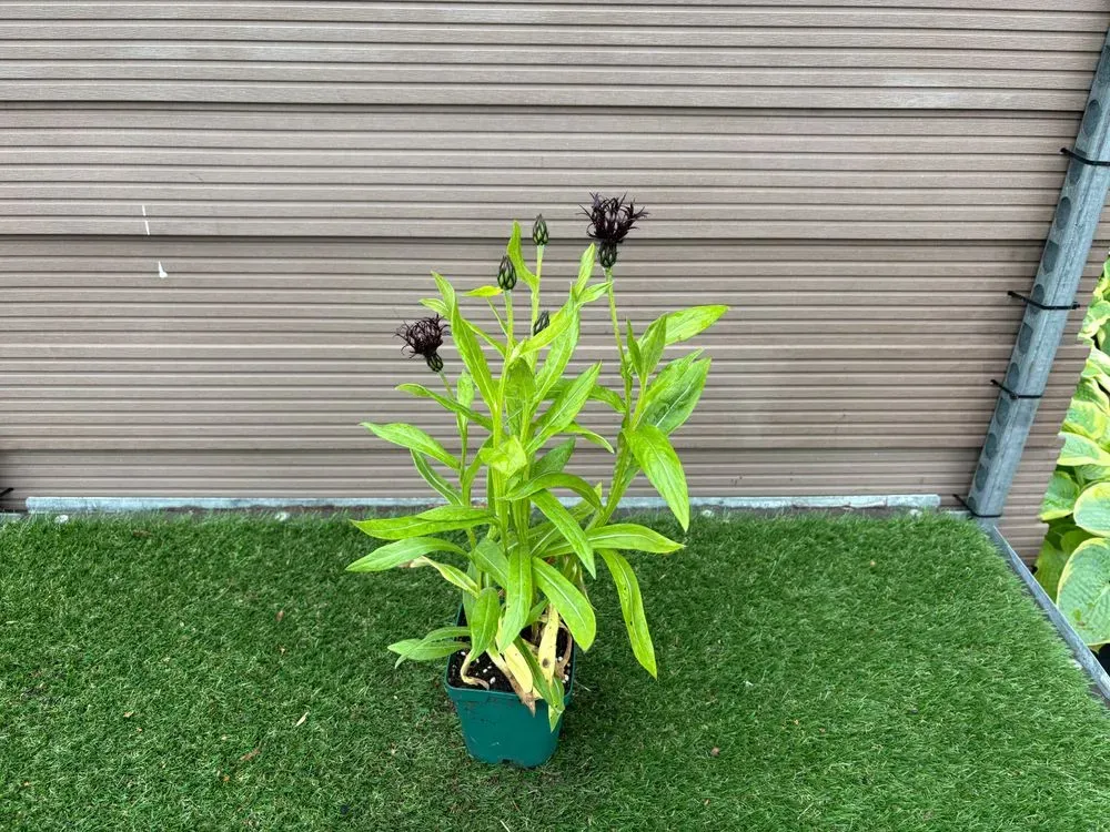 Berg-Flockenblume `Black Sprite´ – Centaurea montana `Black Sprite´, Bild 2