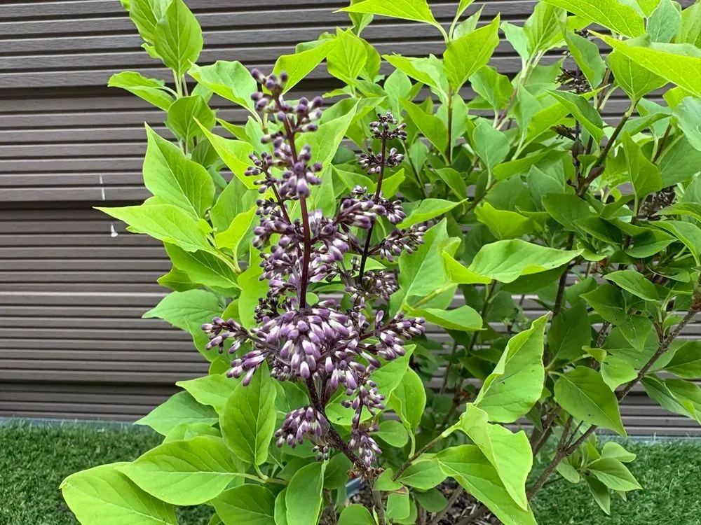 Koreanischer Flieder `Miss Kim´ – Syringa patula `Miss Kim´, Bild 4