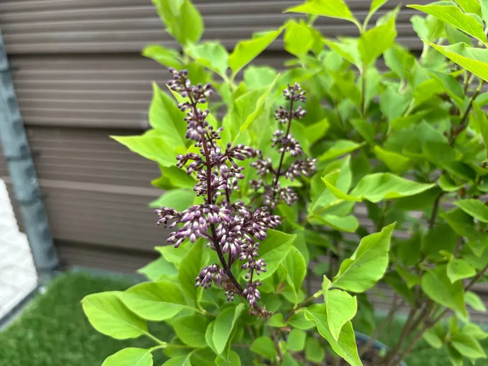 Koreanischer Flieder `Miss Kim´ – Syringa patula `Miss Kim´, Bild 6