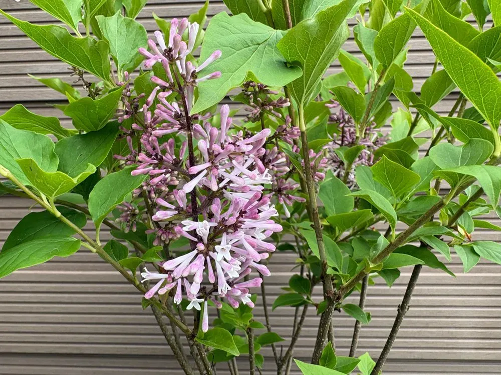 Koreanischer Flieder `Miss Kim´ – Syringa patula `Miss Kim´, Bild 5