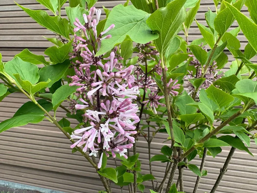 Koreanischer Flieder `Miss Kim´ – Syringa patula `Miss Kim´