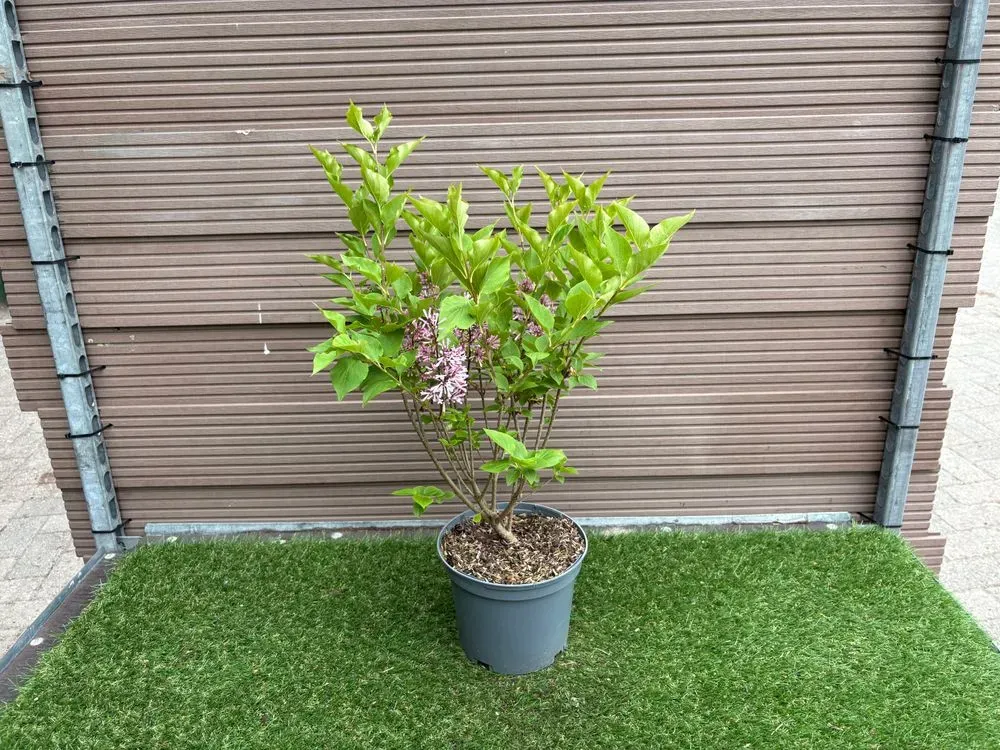 Koreanischer Flieder `Miss Kim´ – Syringa patula `Miss Kim´, Bild 2