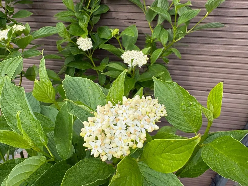 Gelbholz-Hartriegel `Flaviramea´ – Cornus sericea `Flaviramea´