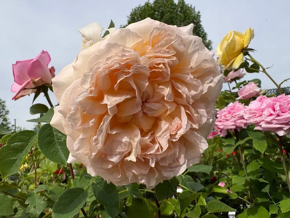 Edelrose 'Augusta Luise' – Rosa 'Augusta Luise', Bild 3
