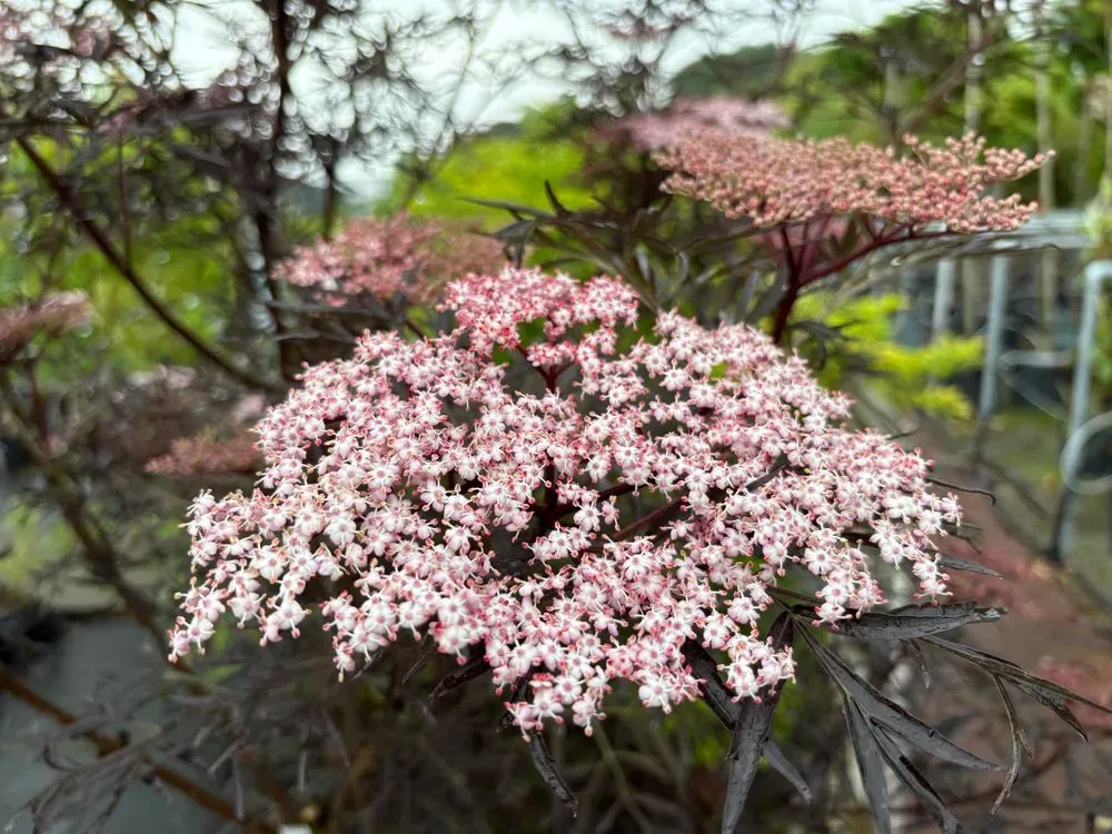 Schwarzer Holunder 'Black Lace' – Sambucus nigra 'Black Lace', Bild 4