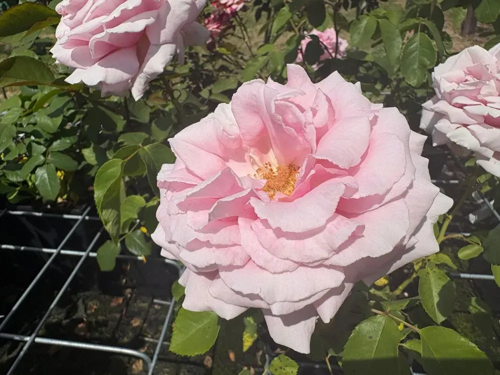 Edelrose `Frederic Mistral´ – Rosa `Frederic Mistral´, Bild 2
