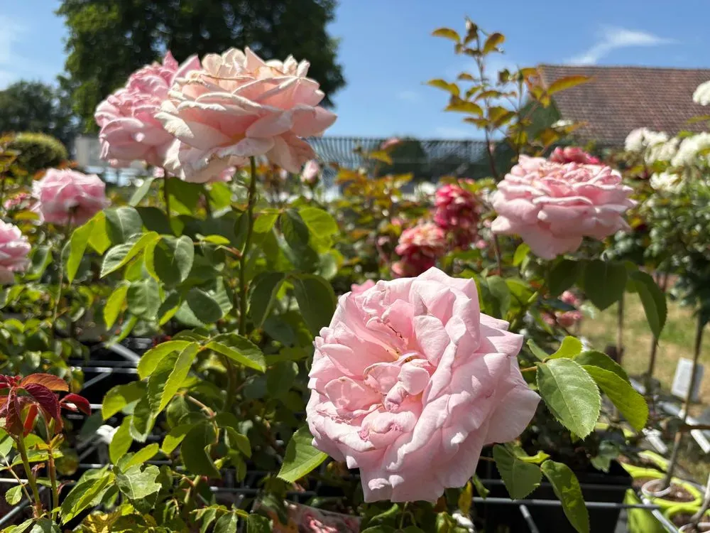 Edelrose `Frederic Mistral´ – Rosa `Frederic Mistral´