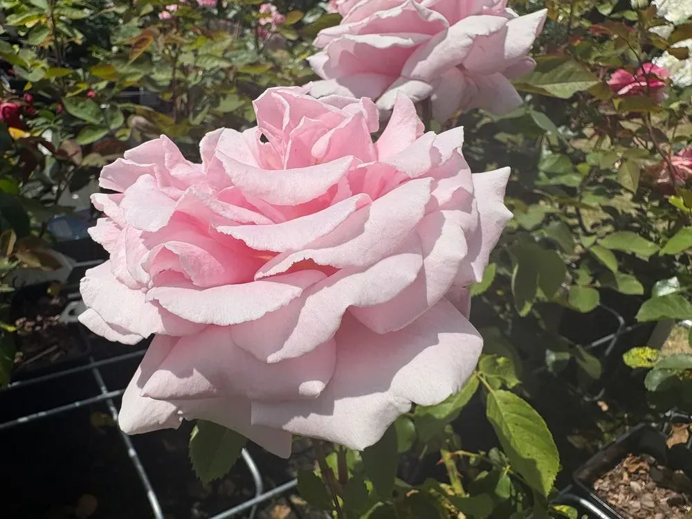 Edelrose `Frederic Mistral´ – Rosa `Frederic Mistral´, Bild 3