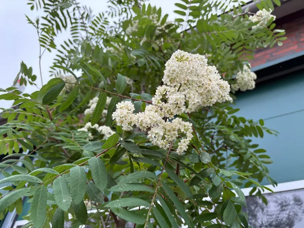 Gemeine Eberesche/Vogelbeere – Sorbus aucuparia, Bild 3