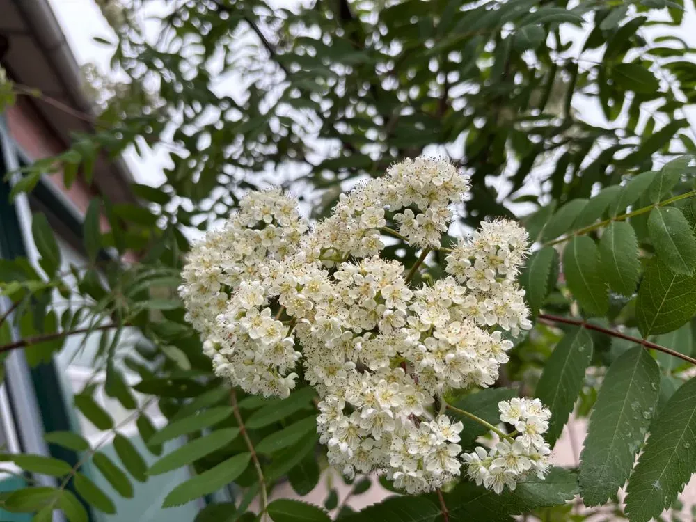 Gemeine Eberesche/Vogelbeere – Sorbus aucuparia