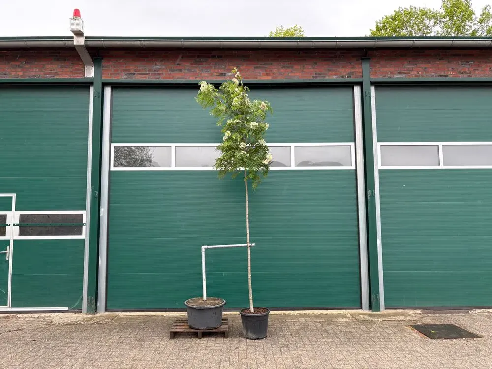 Gemeine Eberesche/Vogelbeere – Sorbus aucuparia, Bild 2