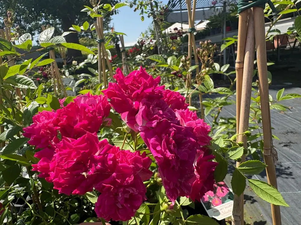 Ramblerrose 'Super Excelsa' – Rosa 'Super Excelsa', Bild 2