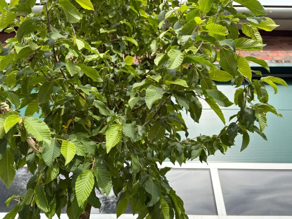 Europäische Hopfenbuche – Ostrya carpinifolia, Bild 2