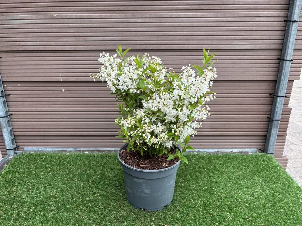Maiblumenstrauch – Deutzia gracilis, Bild 2