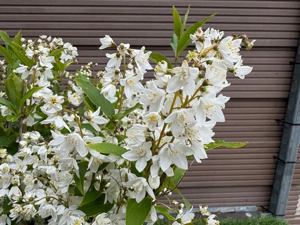 Maiblumenstrauch – Deutzia gracilis, Bild 3