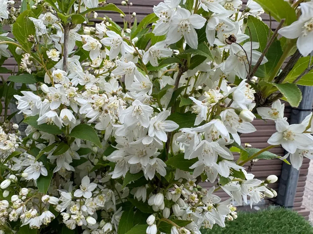 Maiblumenstrauch – Deutzia gracilis