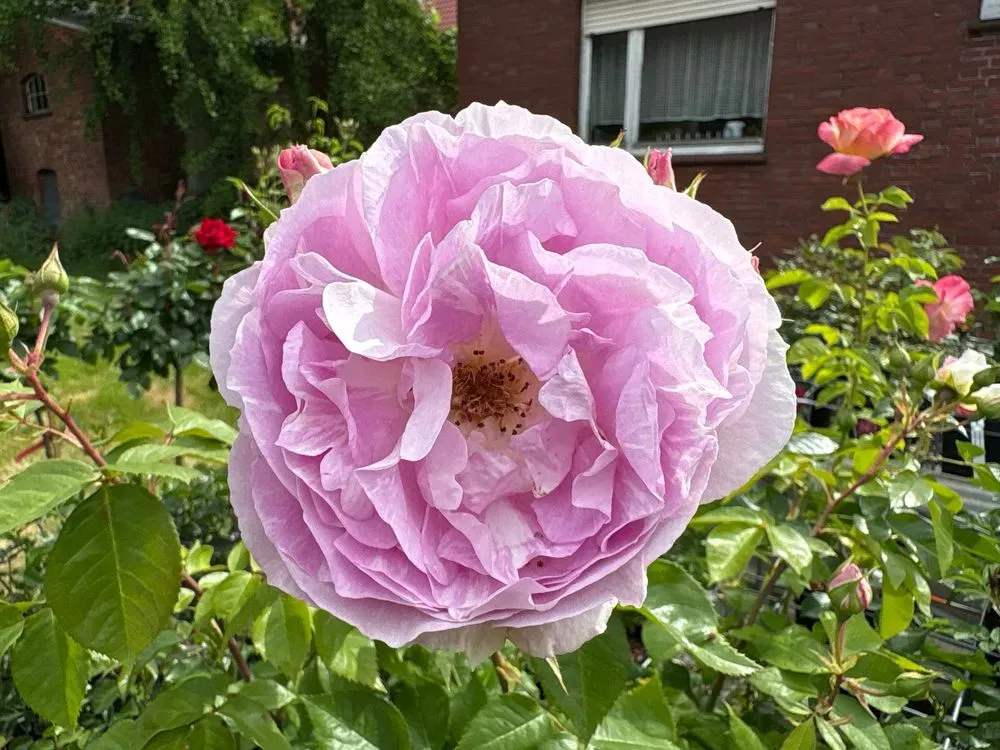 Strauchrose `Saphir´ – Rosa `Saphir´