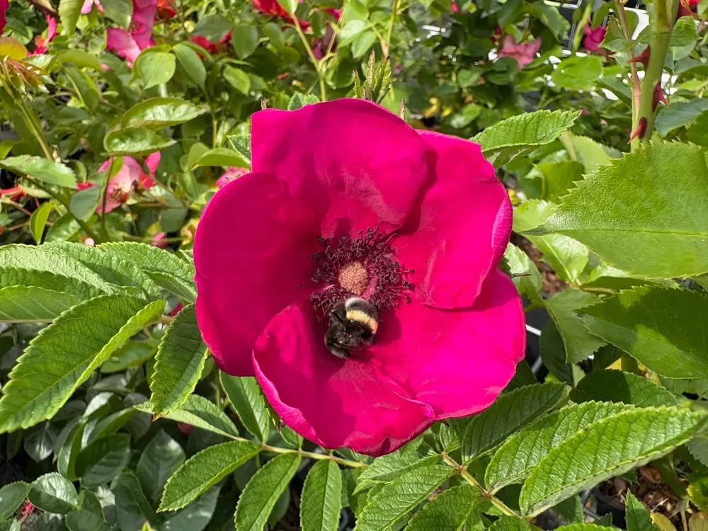 Strauchrose `Strandperle Norderney´ – Rosa `Strandperle Norderney´