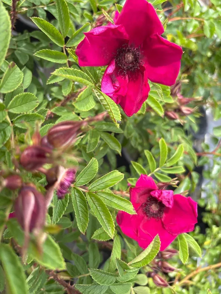 Strauchrose `Strandperle Norderney´ – Rosa `Strandperle Norderney´, Bild 2