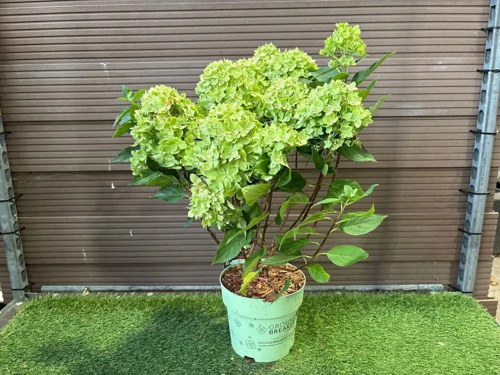 Zwerg-Rispenhortensie `Groundbreaker Greeny´ – Hydrangea paniculata `Groundbreaker Greeny´